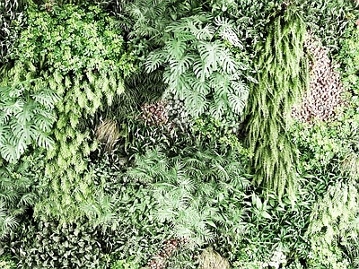 现代植物 户外 花草 墙挂植物 盆景