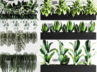 现代植物 户外 花草 墙挂植物