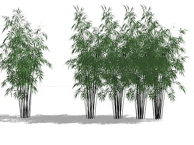 现代风格竹子 竹