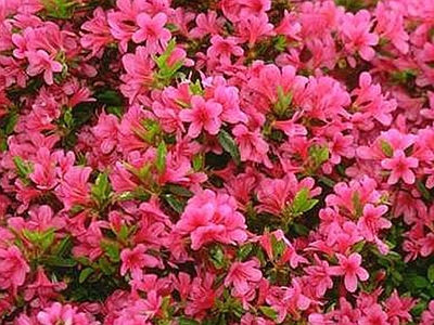 自然元素 鲜花 花丛 鲜花花贴图 红花