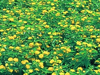 自然元素 花丛 地被 鲜花花贴图 黄花