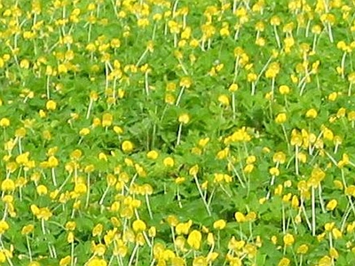 自然元素 鲜花 花丛 鲜花花贴图 黄花