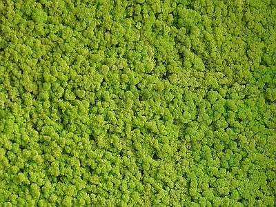 植物墙 贴图