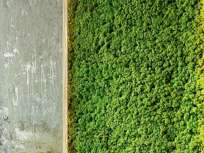 植物墙 贴图
