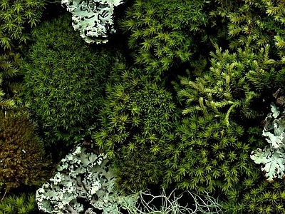 植物墙 贴图