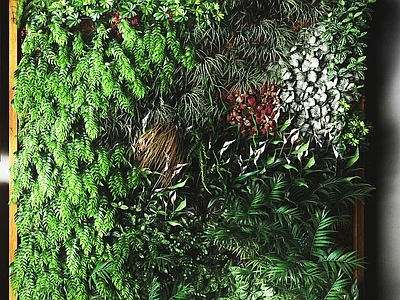 现代植物 户外花草 墙挂植物