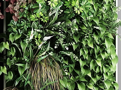 现代植物盆栽 户外花草墙挂植物 绿植