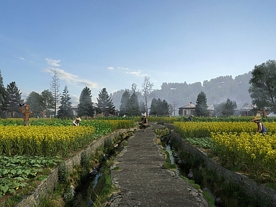 中式乡村田园 油菜花田 蔬菜园 农场 稻草人 农田 农作物 农民 耕地 劳作 石头小路