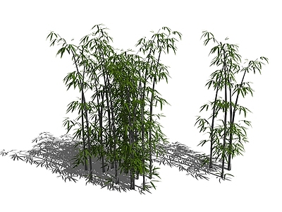 现代风格竹子 丛生竹子
