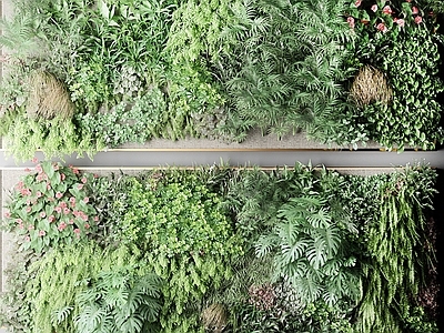 现代植物 户外花草 墙挂植物
