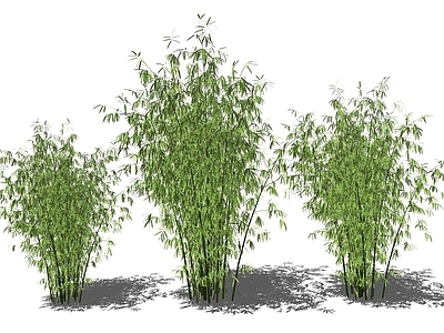 现代风格竹子