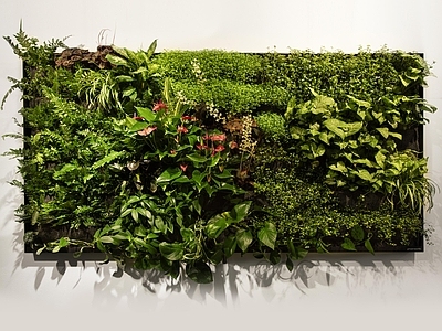 植物墙 绿植