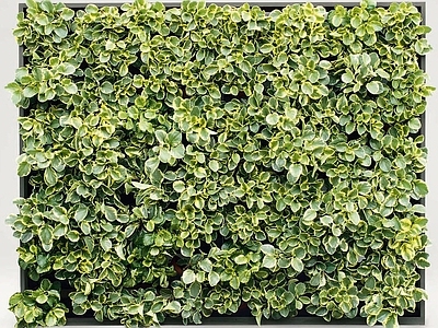 苔藓 植物墙 绿植