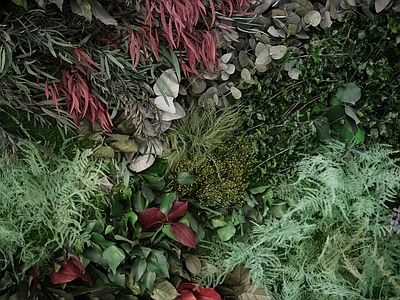 苔藓 植物墙 绿植