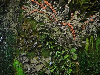 苔藓 植物墙 绿植