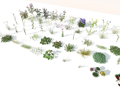现代花草