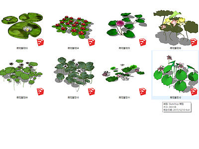 现代水生荷花合集