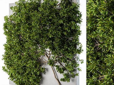 现代绿植墙