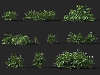 现代花草