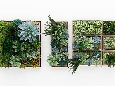 现代植物墙 绿植