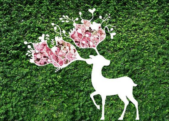 玫瑰花墙 绿植墙