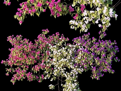 现代植物墙 三角梅 爬山虎