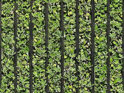 植物墙 绿植墙