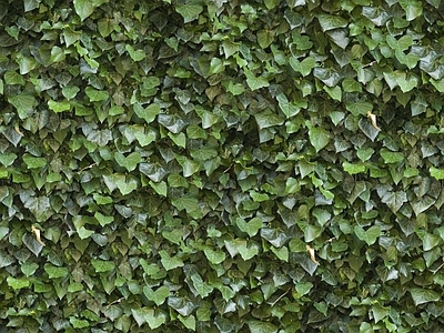 植物墙