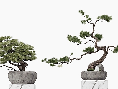 新中式盆栽 松树盆景