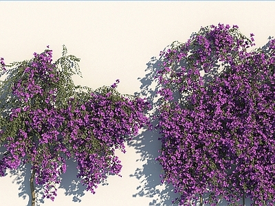 现代绿植墙 三角梅 植物墙 爬藤 藤蔓