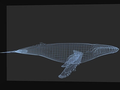 现代风格水生类动物 鲸鱼