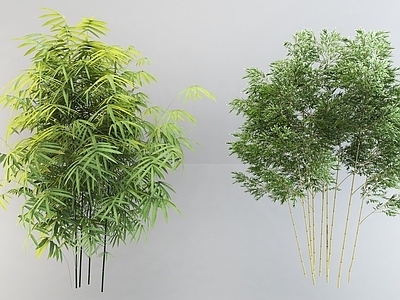 现代竹子 植物