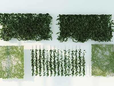 现代绿植墙 爬山虎 藤蔓
