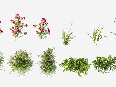 现代花草