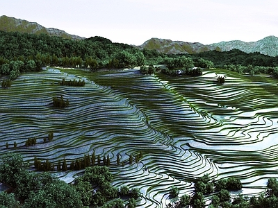 现代梯田 农田 农作物