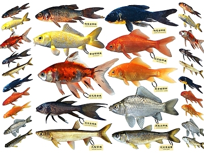 现代锦鲤 鲤鱼 鲫鱼 草鱼 白条鱼