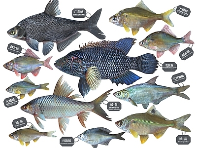 现代鲂鱼 鳑鲏鱼 土鲮鱼 边鱼