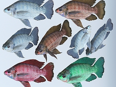 现代罗非鱼 食用鱼