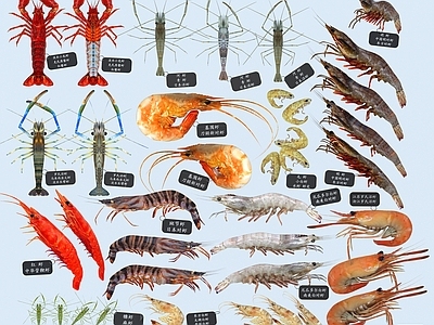 现代小龙虾 草虾 河虾 罗氏沼虾