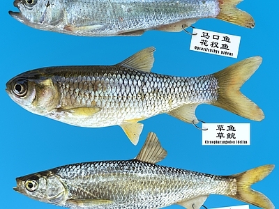 现代草鱼 马口鱼 白条鱼