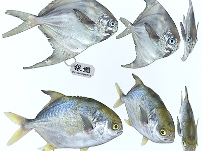 现代金鲳鱼 银鲳鱼 平鱼