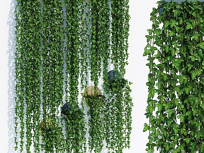 现代植物常春藤 爬墙虎 墙面植物 爬墙植物 墙面绿化
