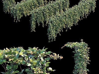 现代植物縢蔓地锦 垂挂植物 植物墙 墙