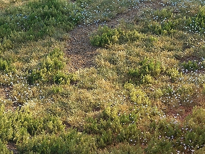 现代荒草地 草坪 花草 花卉