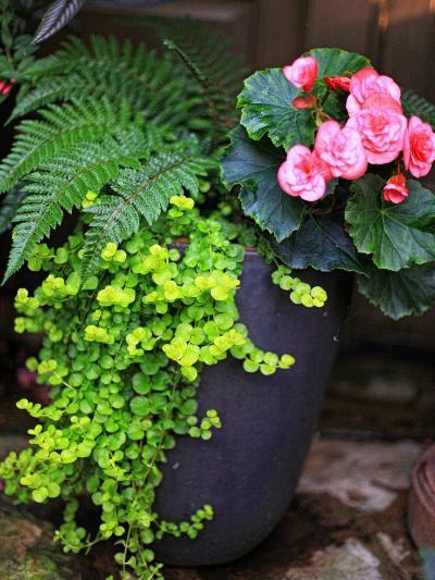 植物墙 贴图 自然元素