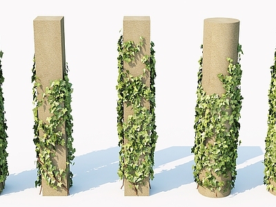 现代植物 爬墙虎 藤蔓