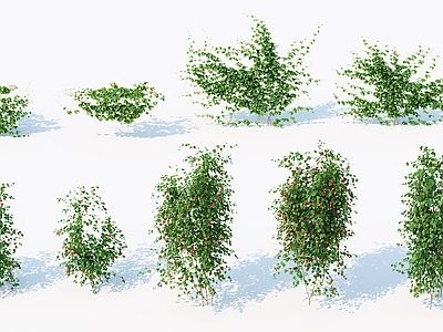 现代灌木 藤蔓 爬墙虎 植物