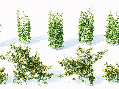 现代花卉 植物 灌木 藤蔓 绿植 爬墙虎