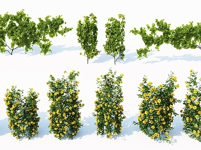 现代植物 花 灌木 藤蔓 爬墙虎