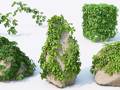 藤蔓植物 爬墙虎 岩石